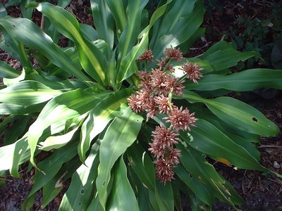 dracena fragrans corn plant with fragrant flower